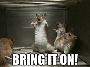 meme rat