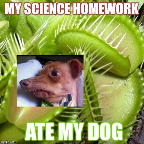 venus fly trap meme
