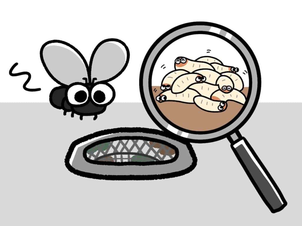 drain flies life cycle