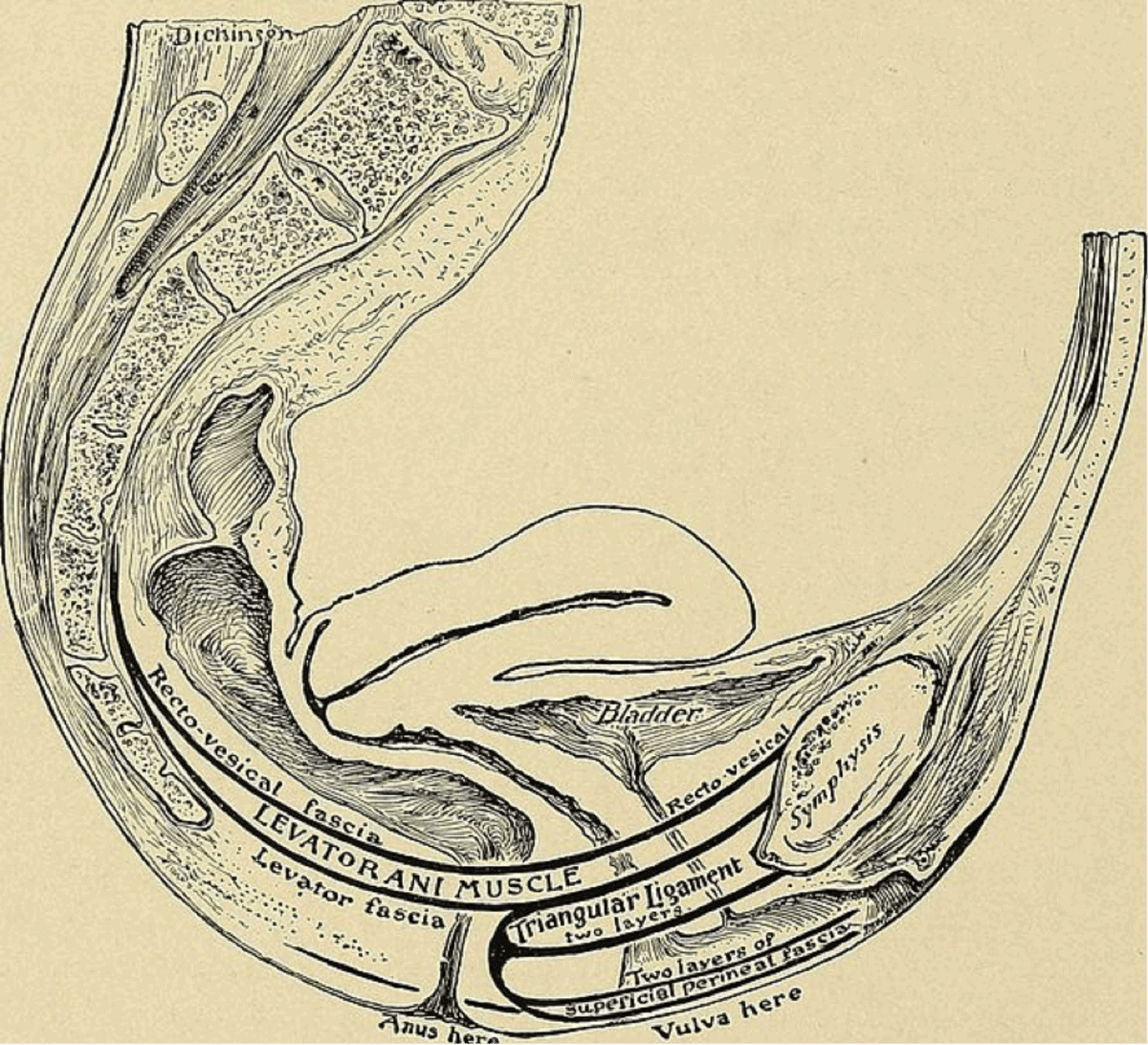 Episode 6: Pelvic PT for every postpartum mother