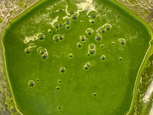 Kolorowe babeczki z kremem i owocami - 49281A6A F740 4A1B A21D 11DAAB4EC2E1 e1590999946808