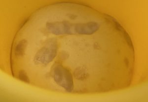 Racuchy budyniowe z jabłkami - 7DD01F8D 16DF 4BF9 9E5E E65893D157CE