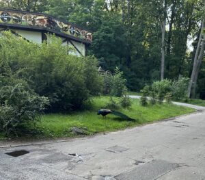 Nowe Zoo w Poznaniu - 14661D84 26F2 4DE4 8598 30C1AE376DED