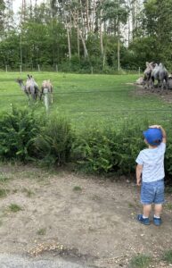 Nowe Zoo w Poznaniu - D8D539F2 D011 46AC A9D3 830F22A60C2E