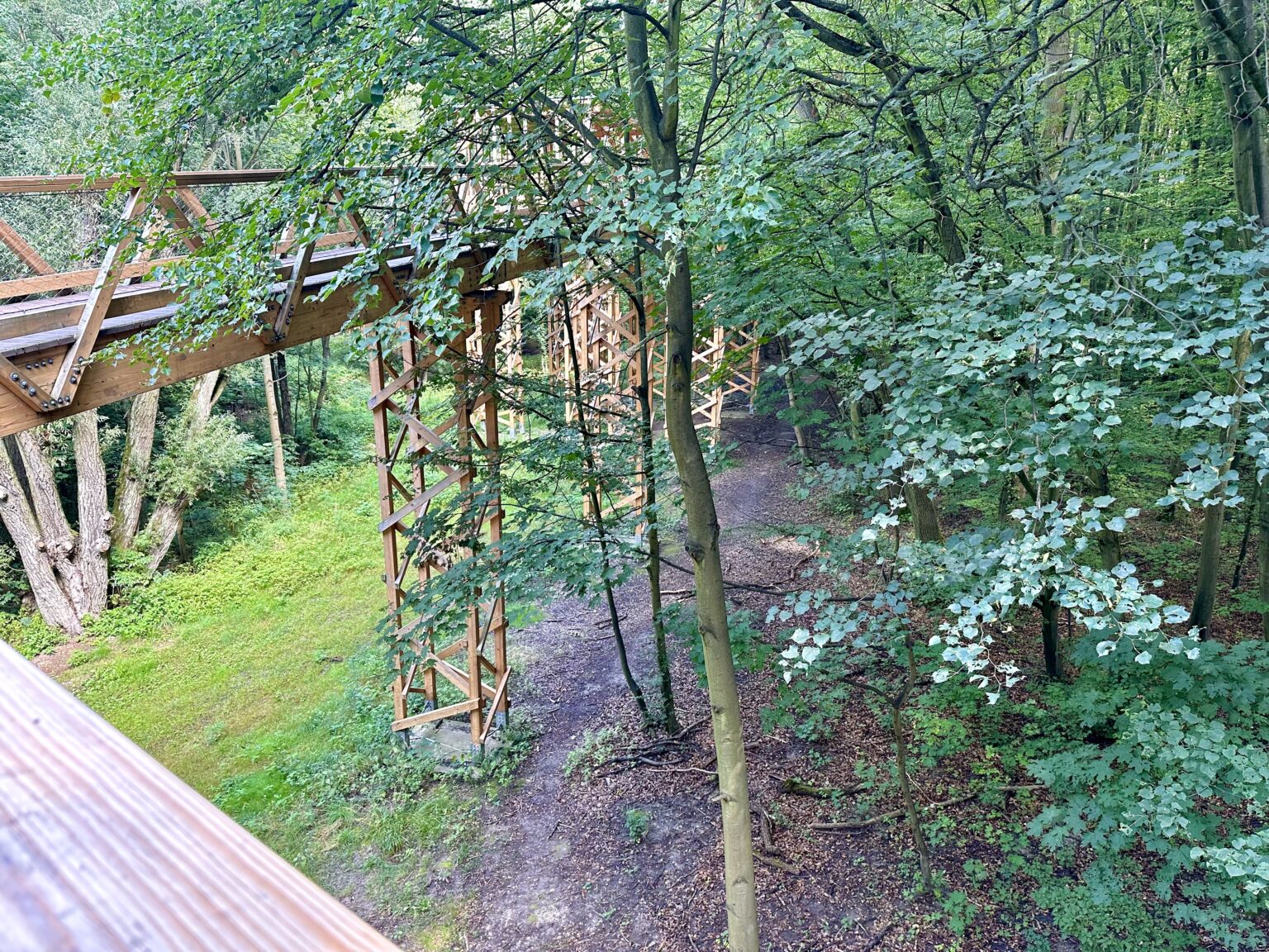 Poznańska ścieżka w koronach drzew - IMG 4618