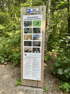 Poznańska ścieżka w koronach drzew - IMG 4632