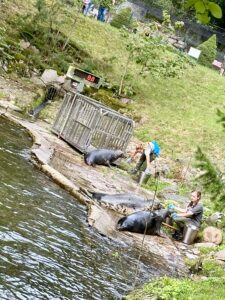 Gdańskie zoo - największy ogród zoologiczny w Polsce! - IMG 6818