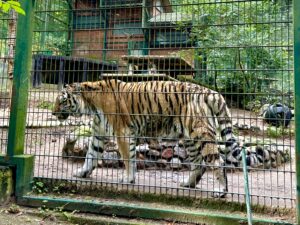 Gdańskie zoo - największy ogród zoologiczny w Polsce! - IMG 6869