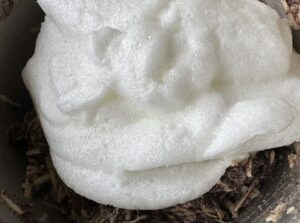 Ubijanie białek do makowca królewskiego