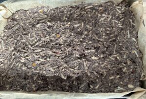 Przekładanie masy makowej na spód