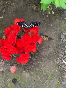 Rozewie - urokliwy przylądek nad Morzem Bałtyckim - 5a25d657 177b 4a10 b548 a04023acb84a