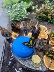 Rozewie - urokliwy przylądek nad Morzem Bałtyckim - 69598a20 1d29 4bb1 9576 60c4f0ba46dc