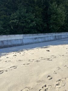 Rozewie - urokliwy przylądek nad Morzem Bałtyckim - IMG 9920