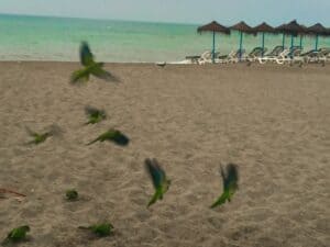 Malaga - zachwyca latem i zimą! - IMG 3080