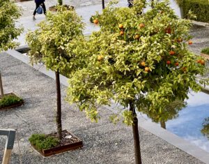 Malaga - zachwyca latem i zimą! - IMG 4369