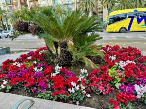 Malaga - zachwyca latem i zimą! - IMG 4371