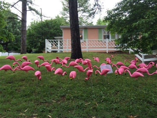 Flocking.jpg