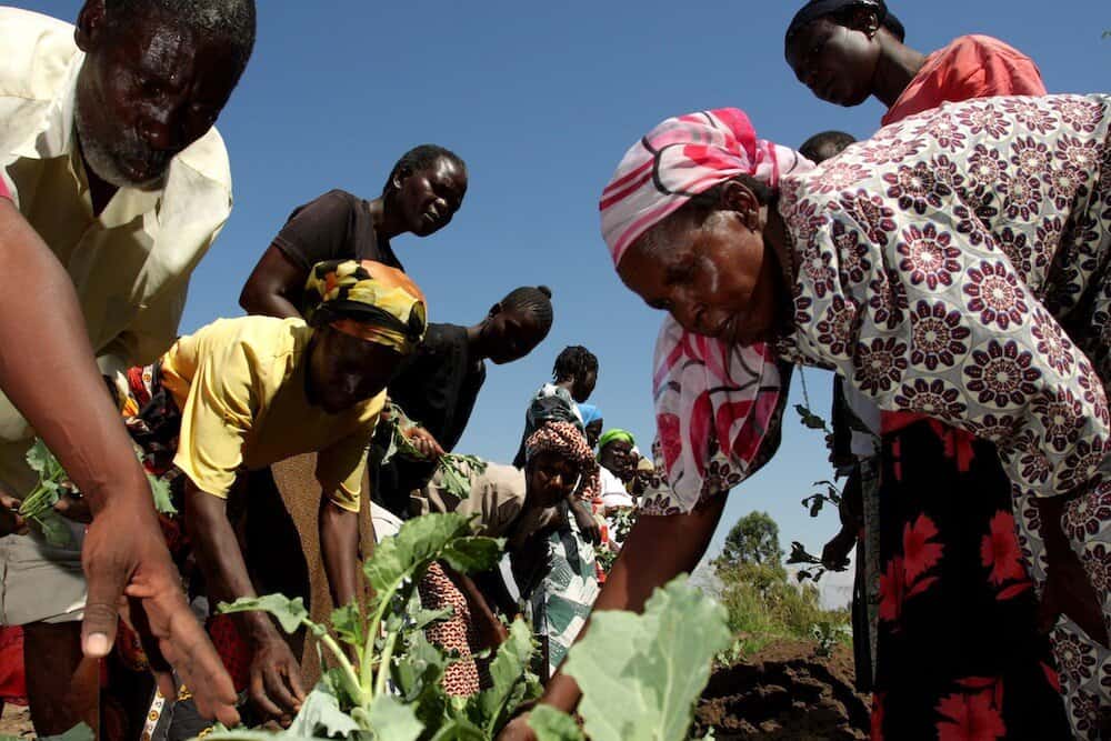 community members working a garden