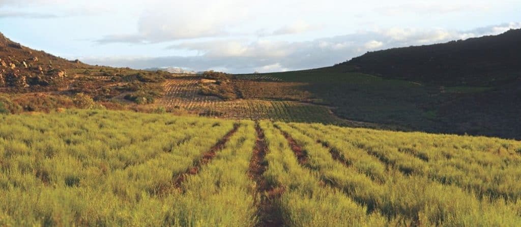 rooibos health benefits
