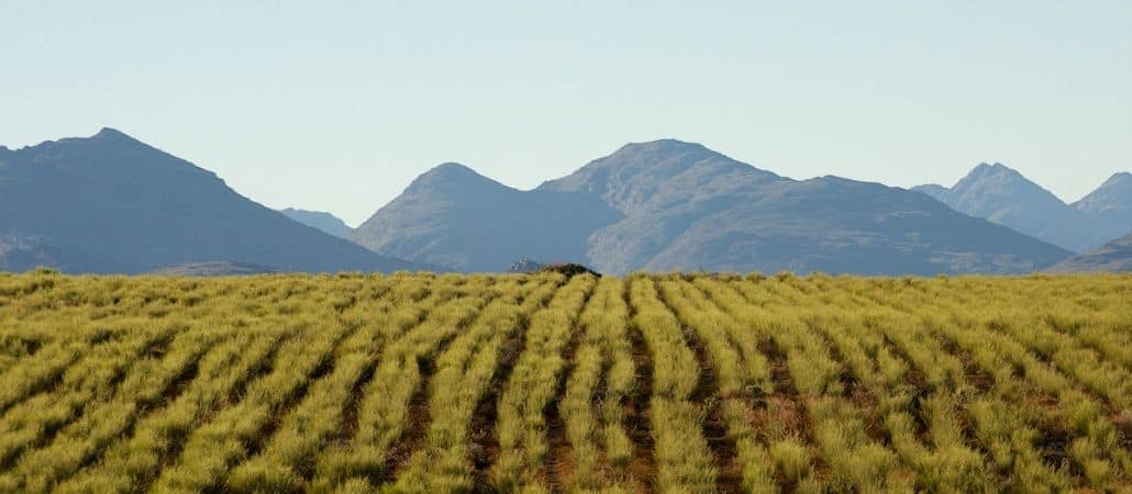 carmien-blog-banner-rooibos-geographical-indicator-protected-designation-of-origin