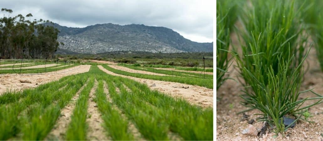 carmien-tea-news-from-the-farm-september-1