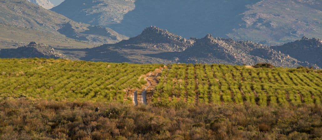 rooibos route