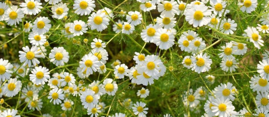 Chamomile