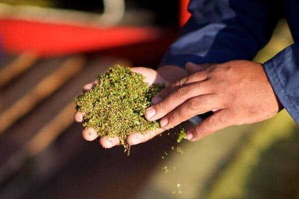 Green rooibos is separated before fermentation and set aside for specialty products