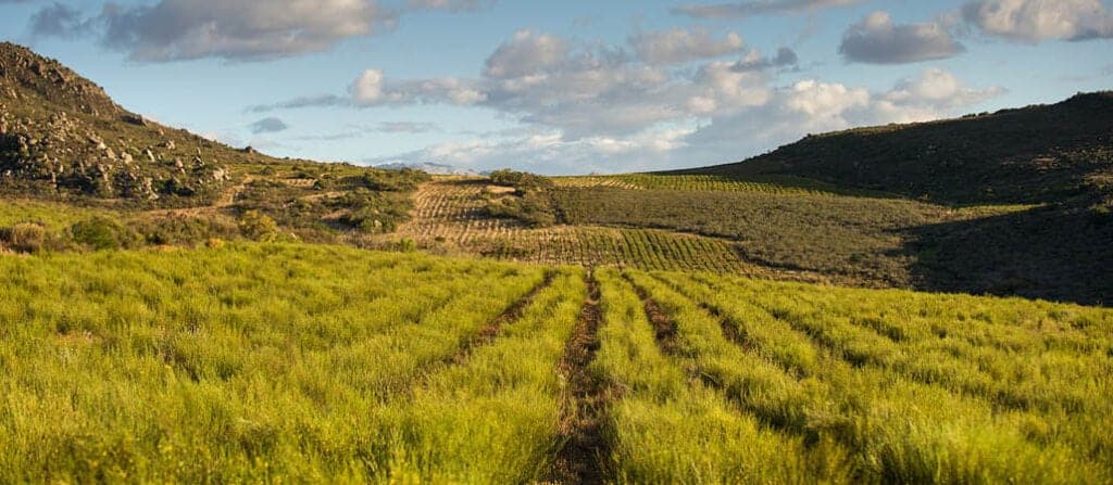 04302025_Carmien_SA_blog_banner_ News from the Farm