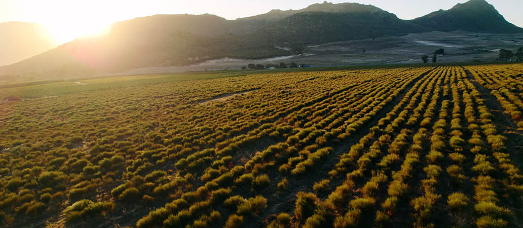 06042025_Carmien_SA_blog_banner_ News from the Farm