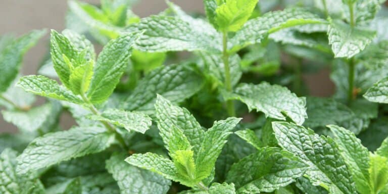 Spearmint