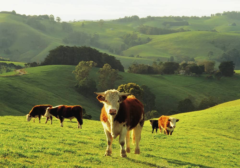 Hereford beef cattle grazing at arawata in the strzelecki ranges, gippsland, victoria, australia