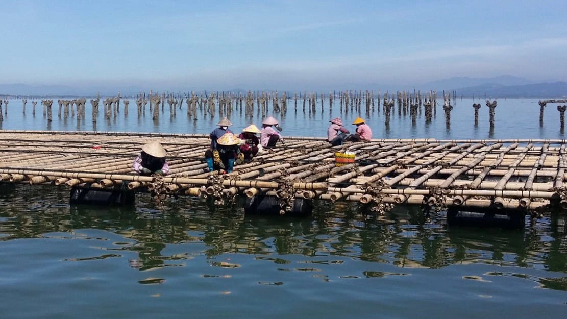 such as raft cultures for oysters