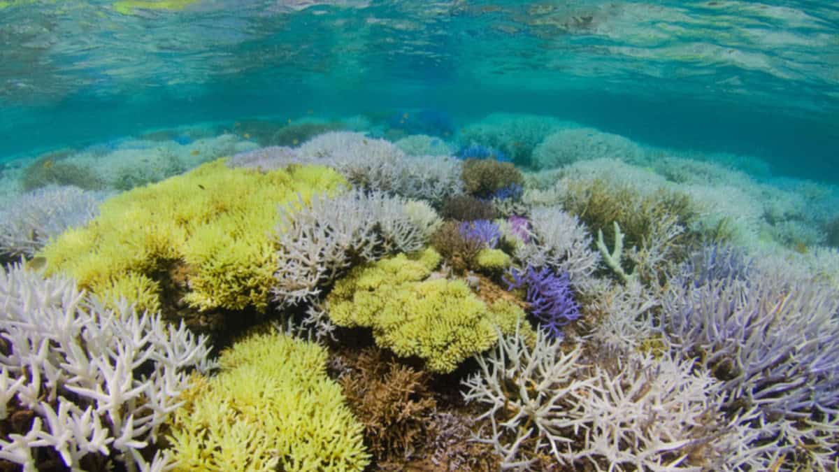 coral bleaching