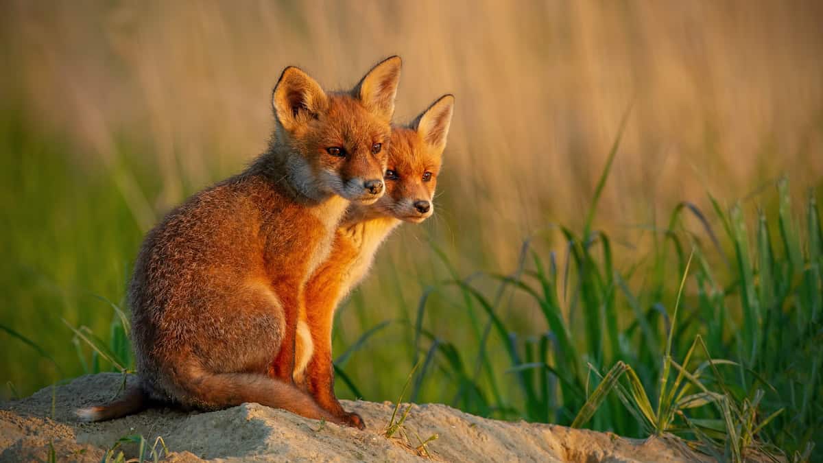 Dingoes or foxes - what's killing australian livestock?