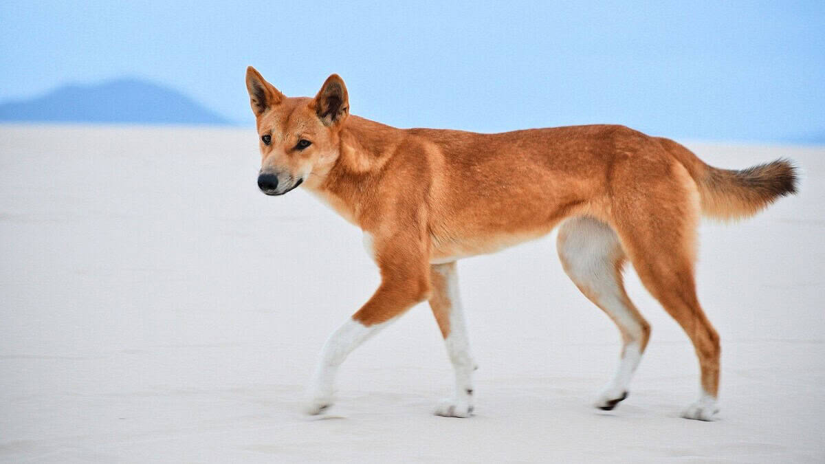 Dingo