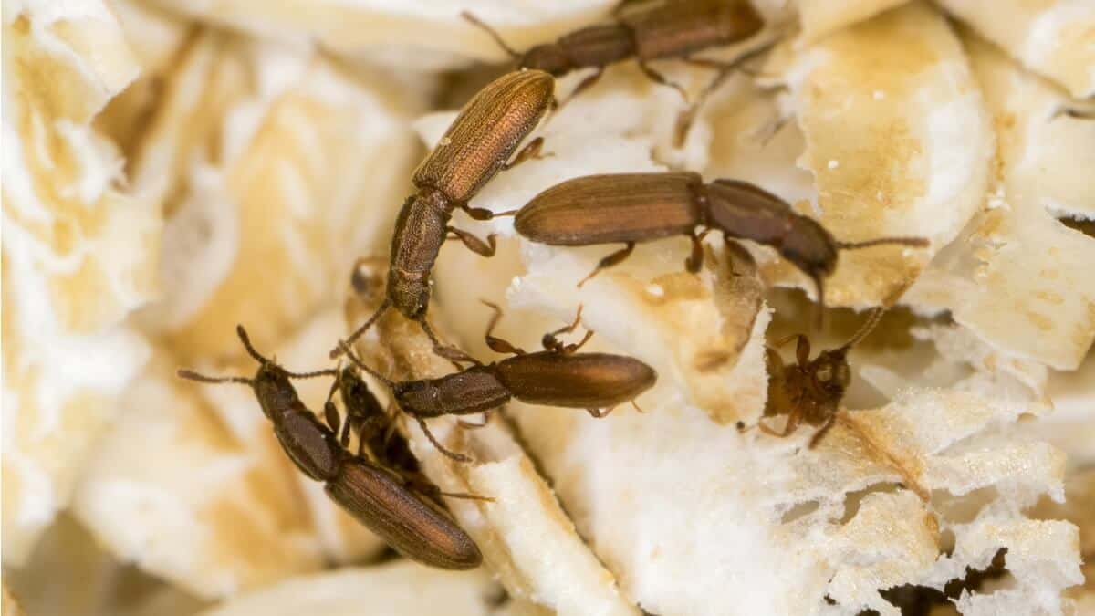 The saw-toothed grain beetle, which is vulnerable to glyphosate, on oat flakes.