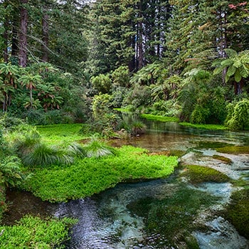 Hamurana stream in hamurana springs parkland on the north east side of lake rotorua in new zealand.
