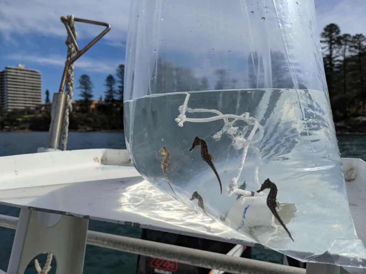 Sea horses in a clear bag