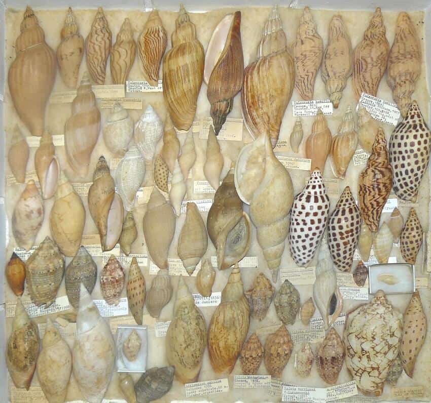 About a hundred shells laying on a sheet of paper