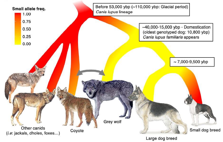 Graph showing distribution of small body size mutation across different species of canids credit plassais et al