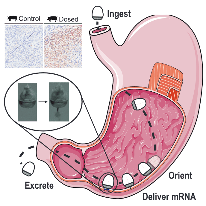 Drawinf of corn kernel-shaped capsules entering pig stomach, orienting themselves, delivering mrna, and being excreted