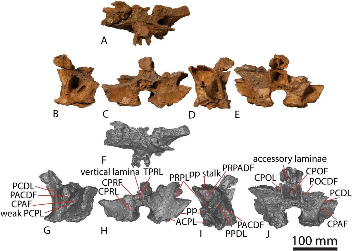 Ollie-sauropod-vertebrae
