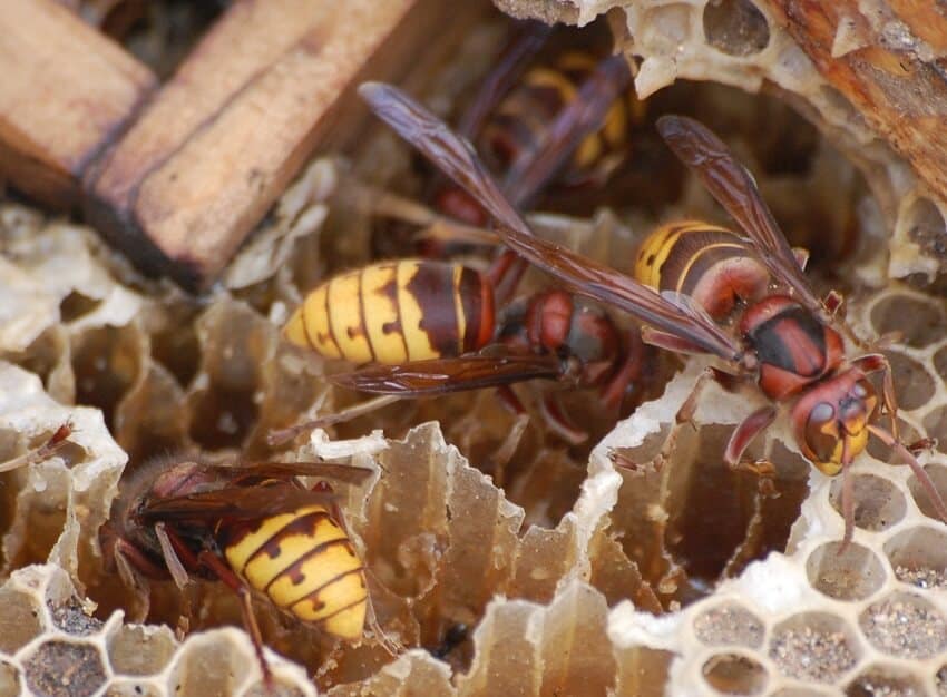Hornets in hive