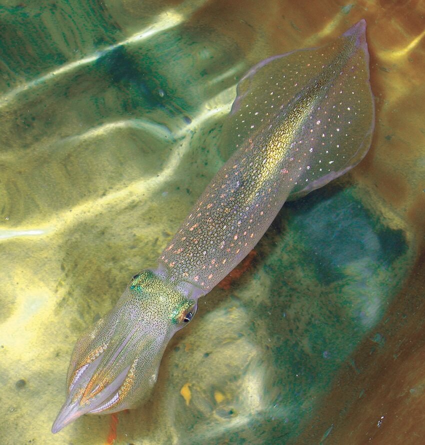 Atlantic longfin inshore squid doryteuthis pealeii credit elaine bearer 850 1