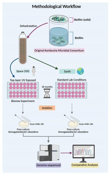 A diagram of the workflow methodology of the study, from original kombucha microbial community to genome sequencing.