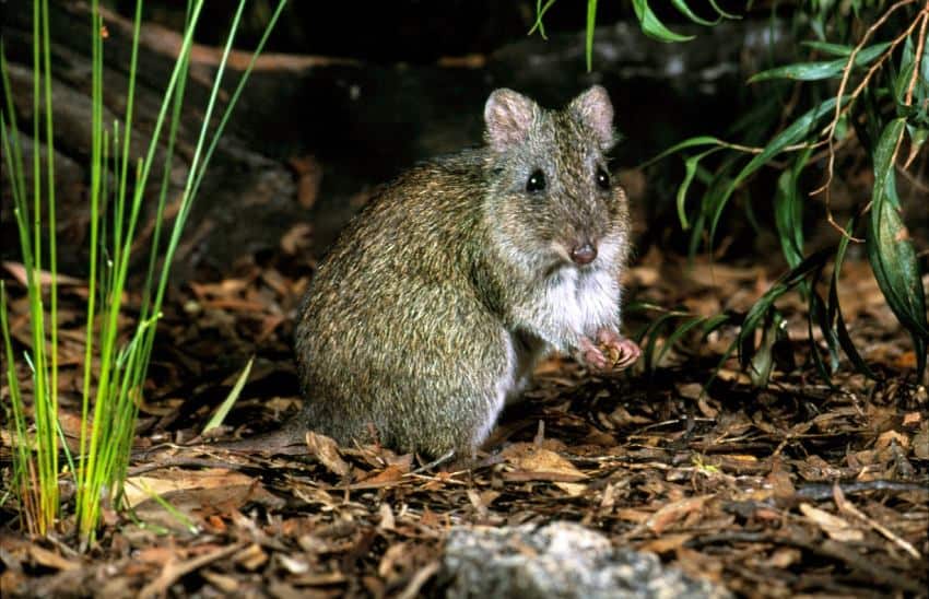 Gilbert's potoroo