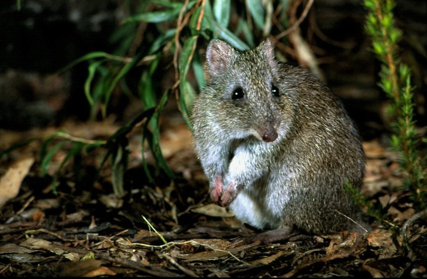 Gilbert's potoroo, threatened species