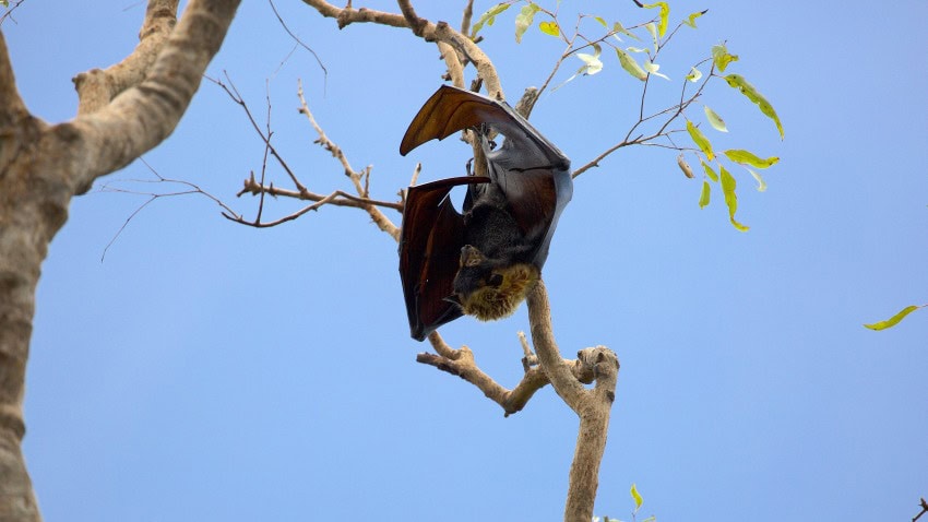 Spectacled flying-fox, threatened species