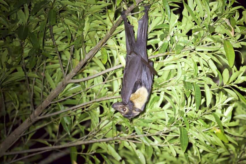 Spectacled flying-fox